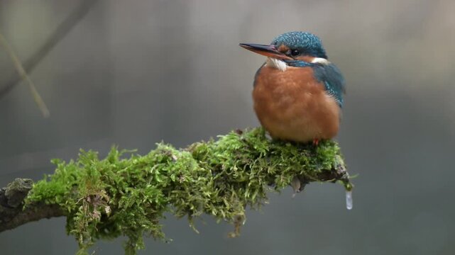 Common kingfisher (Alcedo atthis) perched on mossy branch in natural habitat, wildlife footage