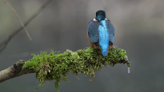 Common kingfisher (Alcedo atthis) perched on mossy branch in natural habitat, wildlife footage