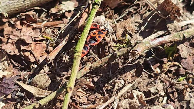Close-up of mating firebugs moving across ground among natural debris