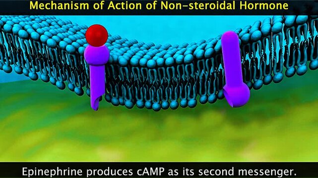 3D animation showing action of non steroid hormones via membrane receptors and second messengers.
