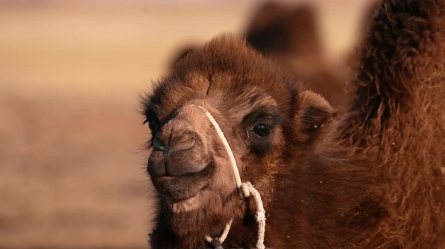 Cinematic Slow Motion Closeup Shot Of Camel Face, Mongolia