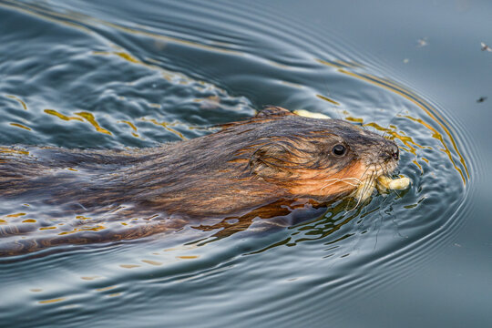 Close up of a nutria gliding through calm water