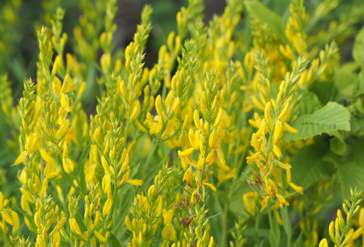 Yellow flower of the dyer's greenweed or dyer's broom plant, Genista tinctoria