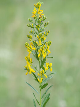 Yellow flower of the dyer's greenweed or dyer's broom plant, Genista tinctoria