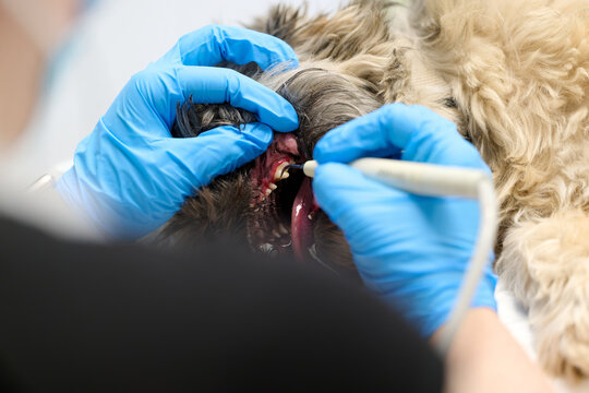 cleaning the teeth of a dog