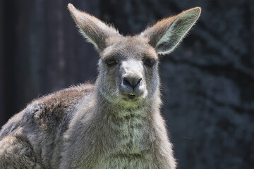 カンガルー © kosumi