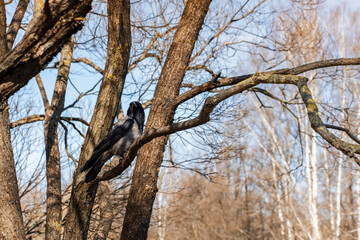 Obraz premium A crow sits on a tree branch in spring in the park