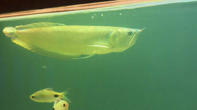 Large fish swimming in aquarium tank with greenish water, showcasing aquatic life, underwater movement, and peaceful natural environment in captivity