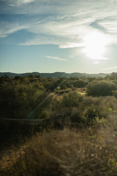 Glowing Cholla Cactus in Joshua Tree