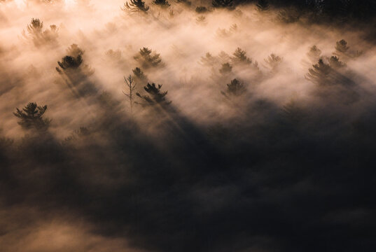 Sunrise light illuminates morning mist over a pine forest in Maine