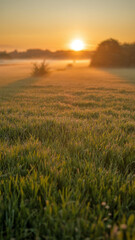 Obraz premium Beautiful sunset over green meadow field with golden sunlight flare and dramatic cloudy sky in countryside