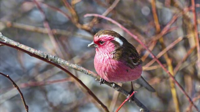 Male White Browed Rosefinch Observing On Tree Branch