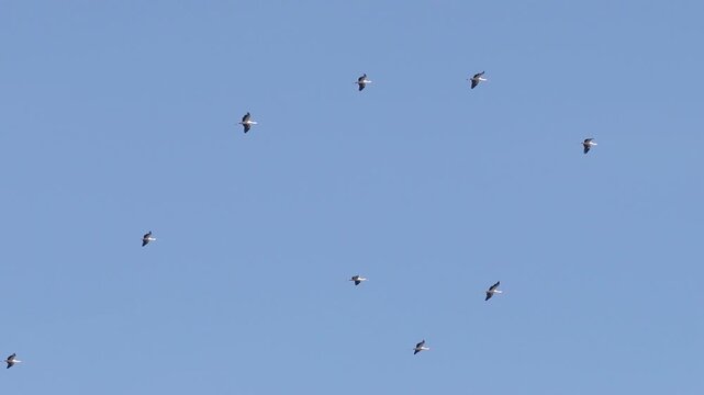 White storks gliding on thermal updrafts during spring migration
