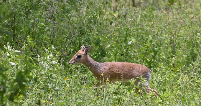 Kirk's dik dik antelope eating in a green meadow