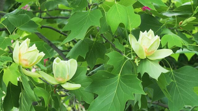 Tulip tree blossom, Liriodendron tulipifera