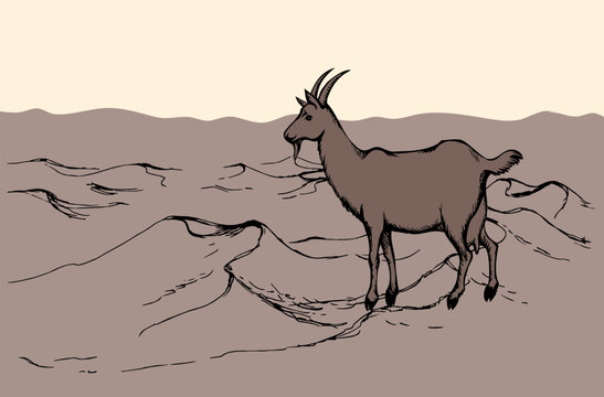 Goat in the desert. Vector drawing