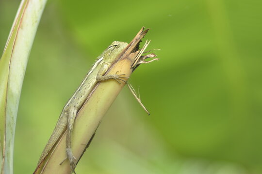 Macro of a green garden lizard climbing a plant stem with a soft green bokeh background.