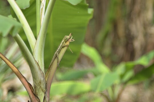 Macro of a green Oriental garden lizard climbing a banana tree stem with blurry background.