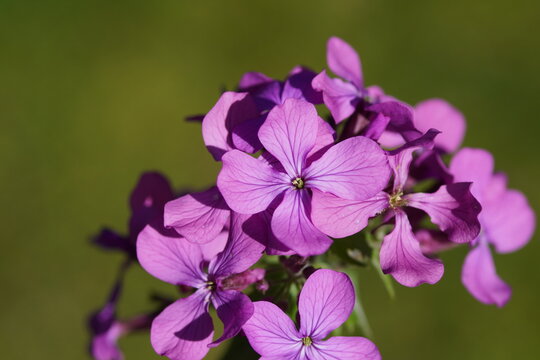 Flowers of Annual honesty (Lunaria annua). Crucifers or cabbage family (Brassicaceae). Netherlands, Spring, April	