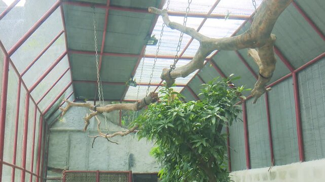 Bird cage structure with plants and natural light, showcasing captivity environment and habitat setup for birds in outdoor setting