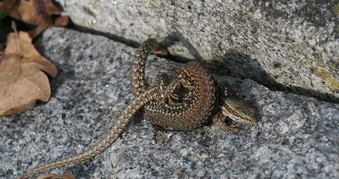 (Podarcis muralis)  Common wall lizards mating on a rocky environment
