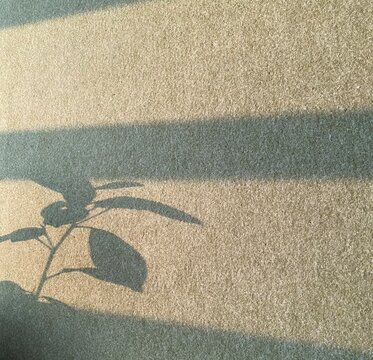 Flower shadow on a wall