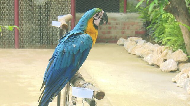 Close view of macaw parrot standing outdoors, highlighting colorful feathers, exotic wildlife, and calm natural behavior in tropical environment