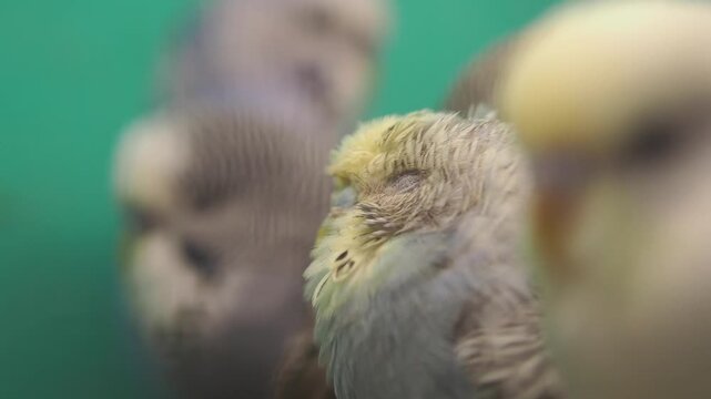 Budgies perched in group with macro focus on feathers as bird blinks and looks around clip.