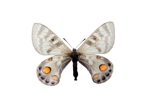 Rare regal apollo Parnassius charltonius butterfly isolated on white background.