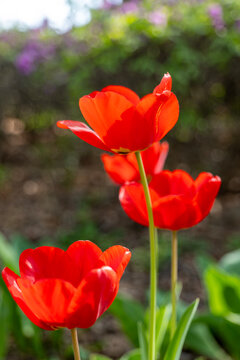 튤립, flower, red, 봄, 네이처, 뜰, 식물, 블로섬, 미, 개화, yellow, 변색, 여름, 들판, 꽃, 다채로운, 나뭇잎, beautiful