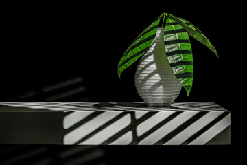 Money plant with palmate leaves of five lanceolate leaflets, a trunk slightly bulging at the base, and vigorous growth in a humid environment © Toyakisfoto.photos