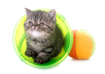 exotic shorthair kitten in studio © cynoclub