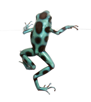 Dendrobates auratus celeste