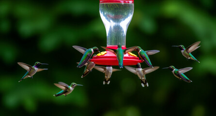 Fototapeta premium Multiple hummingbirds flying and feeding at a red backyard feeder. Vibrant iridescent birds hover against a soft green garden background. Wildlife activity and birdwatching concept.