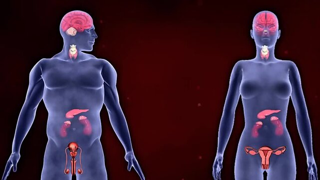 3D animation showing hormone mechanism of action via receptors and intracellular signaling pathways.