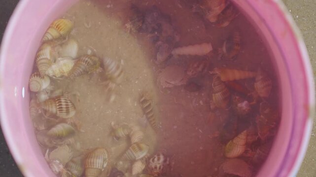 Swirling Conch Shells and Marine Creatures in Pink Container by Shoreline, Natural Underwater Habitat Captured in Vibrant Colors