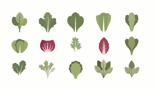 Minimal salad leaves grid set organic greens collection healthy vegetarian food flat vector illustration isolated on white background