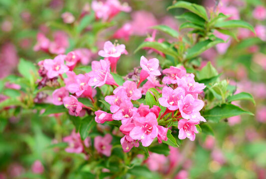 weigela pink flowers close up