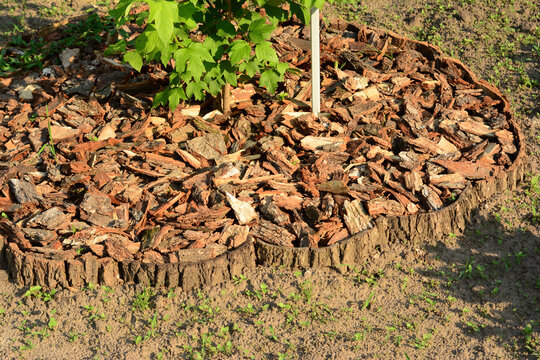 Pine Bark Mulching Around Tree