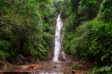 Fototapeta premium A lush tropical rainforest landscape featuring a natural stream flowing over mossy green rocks and ancient stones to create a serene waterfall cascade deep within the jungle