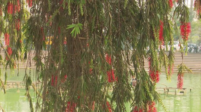 Vibrant red Bottle Brush flowers hanging from green branches, swaying gently in the wind against a soft natural background