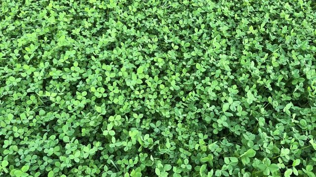 Trifolium Repens Animal feed Growing in Field. Dense Green Forage Crop Background.