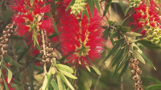 Vibrant red Bottle Brush flower hanging from a branch, swaying softly in a tropical garden under warm natural light