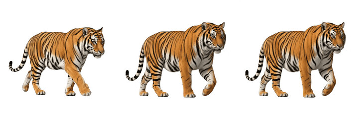 Fototapeta premium Powerful Bengal Tiger Walking PNG, Realistic Wild Cat Exotic Predator, Striped Jungle Animal Isolated on Transparent Background for Stock