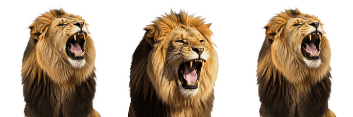 Majestic Roaring Lion Head PNG - Powerful King of the Jungle Face Isolated on Transparent Background for Wildlife and Strength Themes © michael