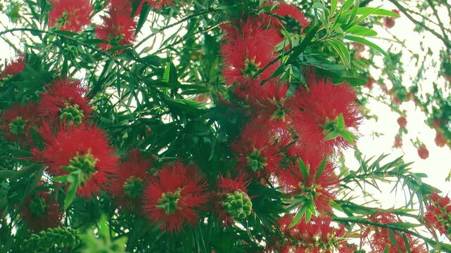 Group of red Bottle Brush flowers surrounded by dense green foliage, swaying gently in the wind in a park