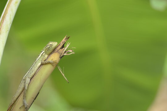Macro of a green Oriental garden lizard climbing a banana tree stem with blurry background.