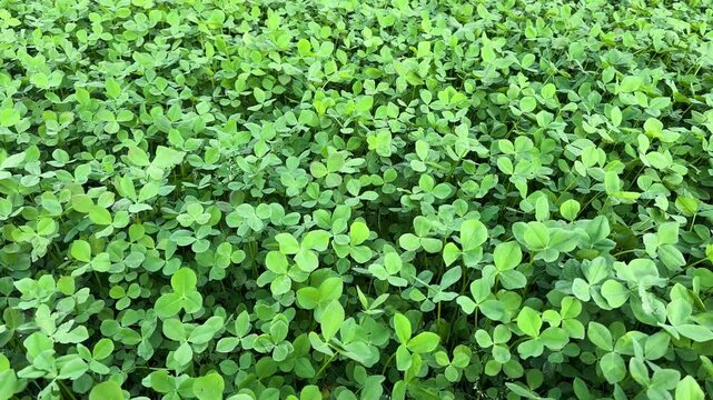 Trifolium Repens Green Clover Ground Cover Close-Up.