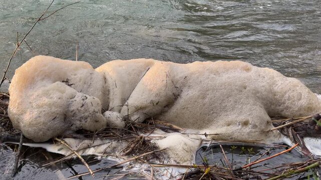 Thick, tan-colored foam gathers against sticks and branches in a moving river. The sight feels strange and slightly messy against the cold water. This natural buildup shows the power of the stream.