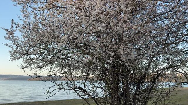A flowering tree stands full of white blossoms next to a peaceful lake. The soft colors and quiet water create a hopeful and serene feeling. This beautiful spring day looks bright and fresh.